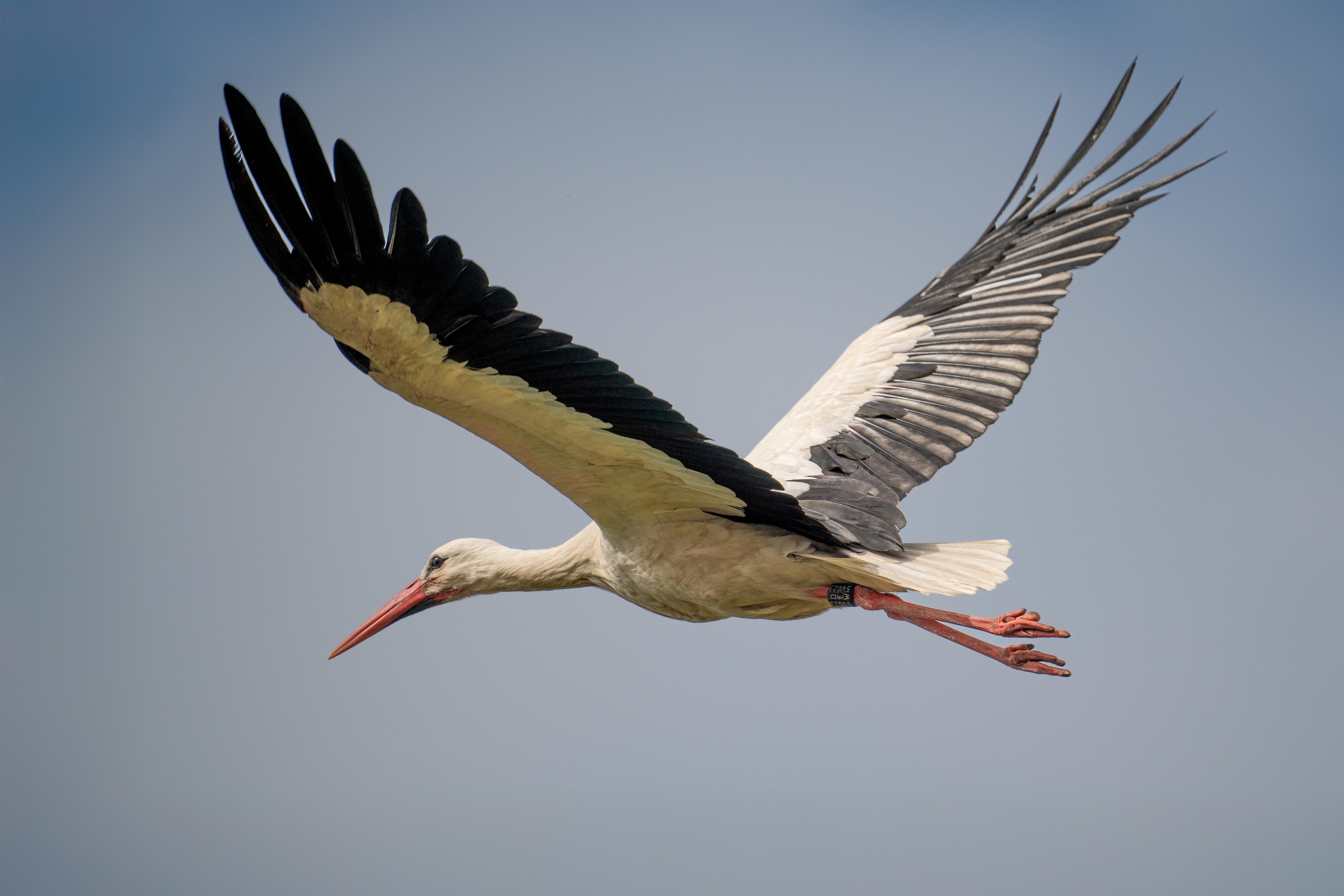 Hennstedter Störche